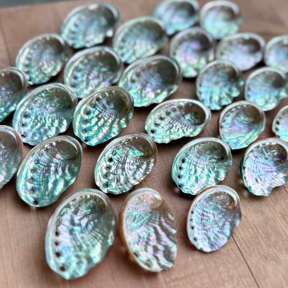 Real ABALONE Shells Polished Nautical DIY Crafting Decor Coastal Mixed Bulk lot